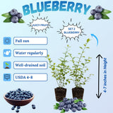 2 Top Hat Blueberry Plant Live, Blueberry Bushes Plant, 4-7 Inch Tall