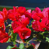 Red Bougainvillea Plant Live, Tropical Climbing Vine, 4 Inch Tall