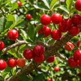 2 Live Barbados Cherry Tree Plant, Red Cherry Tropical, 4-7 Inch Tall