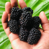 2 Ouachita Black Berry Plants, Blackberries Bush, 4-6 Inch Tall