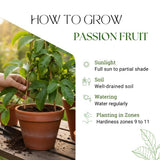 Sweet Passionfruit Plant, Passion Fruit Plant Live, 4-6 Inch Tall