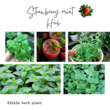Mint Herb Live Plant, Fragrant Culinary Herb, 2-3 Inch Tall
