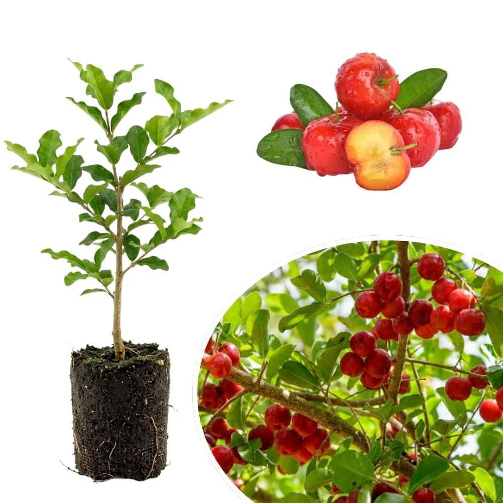 Barbados Cherry Live Plant, Sweet Cherry Plant, 4-7 Inch Tall