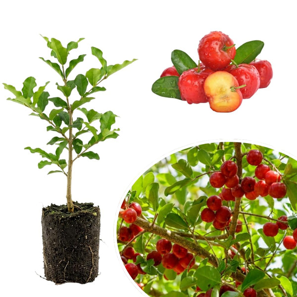 Barbados Cherry Live Plant, Sweet Cherry Plant, 4-7 Inch Tall
