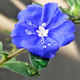 2 Evolvulus Live Plants, Flower Plant, 4-6 Inch Tall