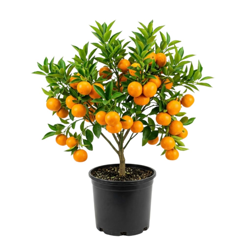 Orange Satsuma Tree Live, Mandarin Tree, 1-2 Ft Tall, 1 Gallon Pot