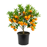 Orange Satsuma Tree Live, Mandarin Tree, 1-2 Ft Tall, 1 Gallon Pot