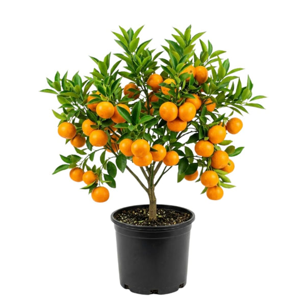 Orange Satsuma Tree Live, Mandarin Tree, 1-2 Ft Tall, 1 Gallon Pot