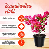 2 Pink Bougainvillea Live Plants, Indoor Outdoor Plant, 4-6 Inch Tall