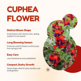 2 Purple Red Cuphea Live Plants, Garden Plant, 4-6 Inch Tall