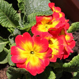 2 Random Primrose Plants Live, Perennial Flower Plant, 3 Inch Pot