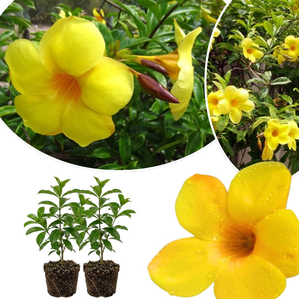 2 Yellow Live Allamanda Plants, 4-7 Inch Tall, Fragrant Fowers for Growing