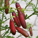 Red Finger Lime Live Tree, 1-2 Ft Tall, 3 Gallon Pot for Growing