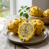 2 Yellow Dragonfruit Live Plants, Dragon Fruit Live, 3-6 Inch Tall