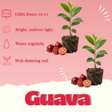 2 Strawberry Guava Live Plants, Sweet Guava Plant, 4-6 Inch Tall