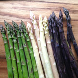 20 Mixed Asparagus Roots to Plant, Ready to Grow Plant