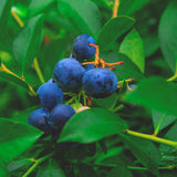 2 Springhigh Blueberry Plants Live, Outdoor Garden Plant, 4-7 Inch Tall
