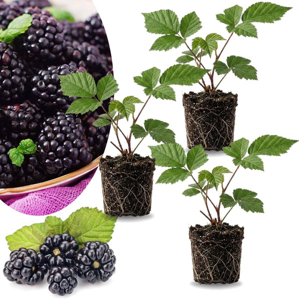 3 Rare BlackBerry Plants Live, Fruit Berry Plant, 3-7 Inch Tall