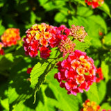 Set 2 Mixed Color Lantana Live Plant 4-6 Inches Tall