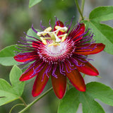 2 Red Passion Flower Live Plants, Patio Container Plant, 4-7 Inch Tall