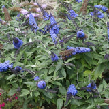 2 Light Blue Buddleia Live Plants, 5-9" Butterfly Bush for Outdoor Gardens