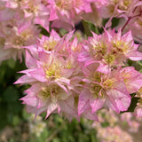 2 Double White Pink Bougainvillea Live Plants, 5-7 Inch Tall