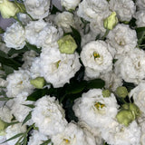 White Lisianthus Plant, Eustoma Lisianthus Flowers in Plug, 3-5'' Tall