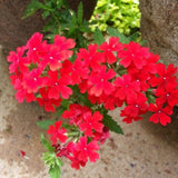 Set of 3 Live Red Verbena Plant 4-7 Inch Tall
