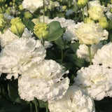 White Lisianthus Plant, Eustoma Lisianthus Flowers in Plug, 3-5'' Tall