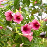 4 Cherries Allamanda Live Plants, Trellis Blooming Vine, 4-7 Inch Tall