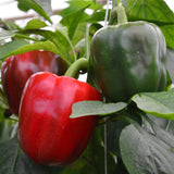 Bell Pepper Plant Live, Pepper Plant, 4-7 Inch Tall, 4 Inch Pot