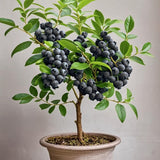 6 Huckleberry Bushes Live Plants, Sweet Edible Berry Bush, 1-3 Inch Tall
