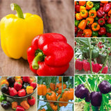 Bell Pepper Plant Live, Pepper Plant, 4-7 Inch Tall, 4 Inch Pot