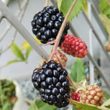 2 Osage Black Berry Plants, Blackberries Bush, 4-6 Inch Tall