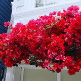 Red Bougainvillea Plant Live, Tropical Climbing Vine, 4 Inch Tall