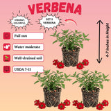 3 Red Verbena Plants Live, Verbena Flower Plant, 4-6 Inch Tall