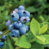 2 Misty Blueberry Bushes Live Plants, Edible Fruit Plant, 4-6 Inch Tall
