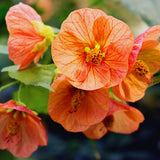 2 Orange Abutilon Live Plants, Flowering Plug, 5-7 Inch Tall