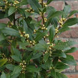 Bay Laurel Tree Live Plant, Fragrant Herb Plant, 4-7 Inch Tall
