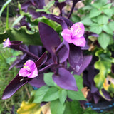 2 Purple Live Wandering Jew Plants, Tropical Houseplant, 4-8 Inch Tall