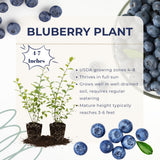 2 Sunshine Blueberry Live Plants, Ready to Grow Plant, 4-7 Inch Tall