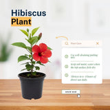 Red Hibiscus Plant 5-7" Tall