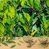 Sweet Bay Leaf Tree Plant Live, Bay Laurel Herb, 8-12 Inch Tall