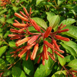 2 Orange Firebush Hamelia Plants, 4-6 Inch Tall, Tropical Shrub