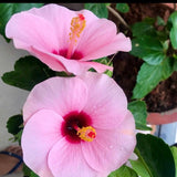 4 Light Pink Hibiscus Live Plants, Hibiscus Flower, Patio Container Plant, 4-8 Inch Tall