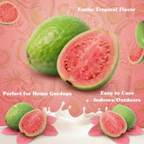 Pink Guava Tree Live Plant, 4-6 Inch Tall