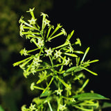3 Night Blooming Jasmine Flower Live Plants, Flowering Shrub, 4-6 Inch Tall