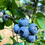 2 Emerald Blueberry Plant Live, Blueberry Bushes Plant, 4-7 Inch Tall