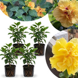4 Double Yellow Hibiscus Bushes Live Plants, Flowering Shrub, 4-8 Inch Tall