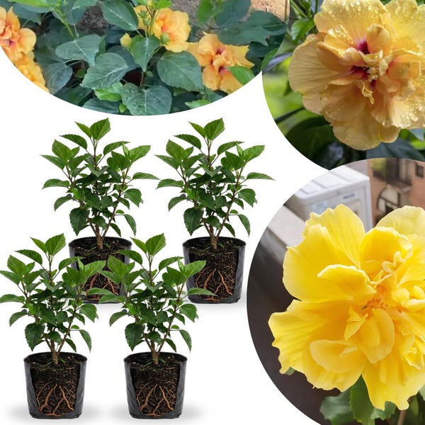 4 Double Yellow Hibiscus Bushes Live Plants, Flowering Shrub, 4-8 Inch Tall